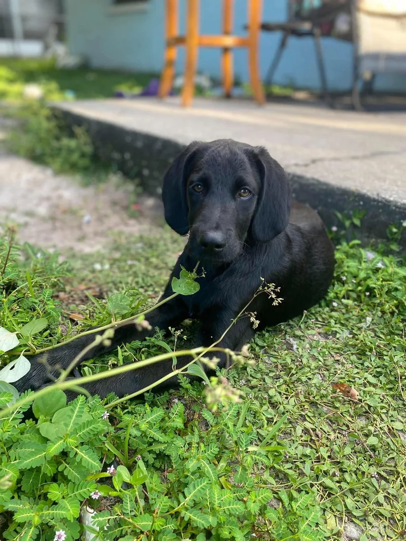 A baby medium-sized male Labrador Retriever dog named Nico for adoption in Saint Petersburg, FL