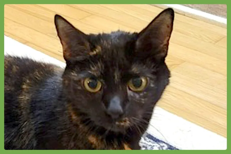 An adult medium-sized female Tortoiseshell Domestic Short Hair cat named Rosie for adoption in Amherst, MA