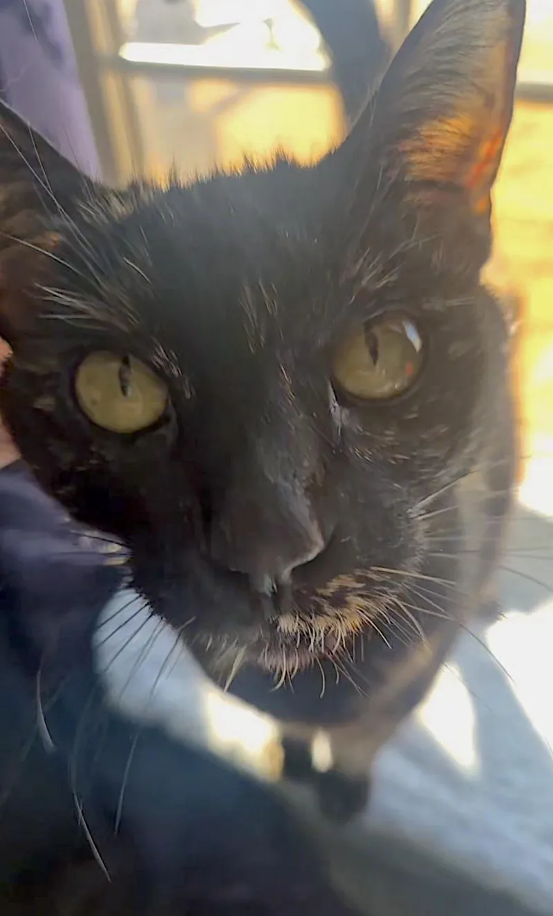 Rosie thumbnail 2