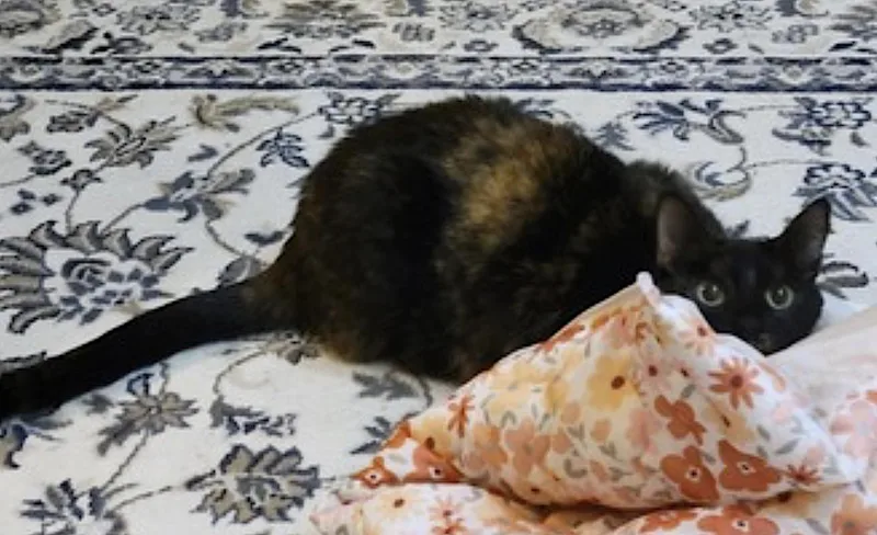 Rosie thumbnail 3