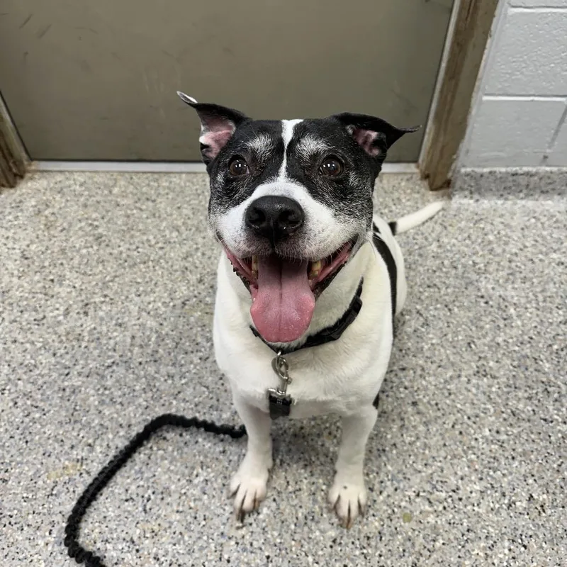 A senior large-sized male Mixed Breed dog named Frankie for adoption in West Olive, MI