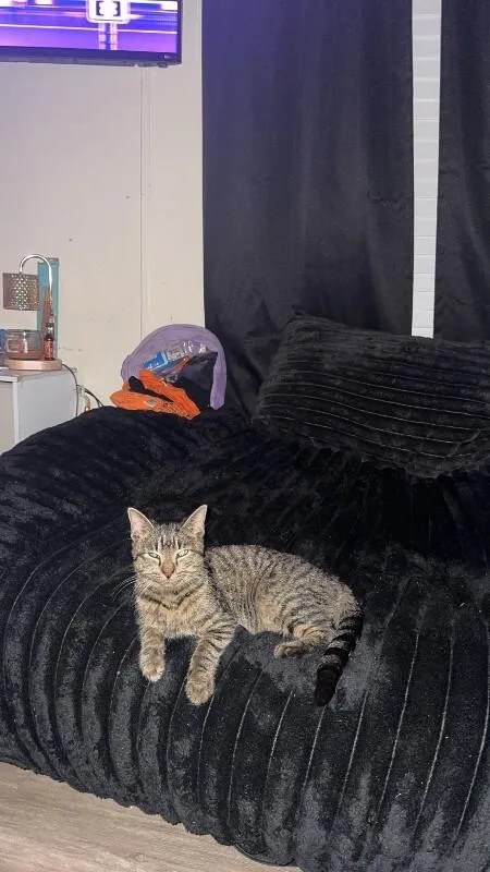 An adult medium-sized female Tabby (Brown / Chocolate) Domestic Short Hair cat named Unknown for adoption in Burgaw, NC