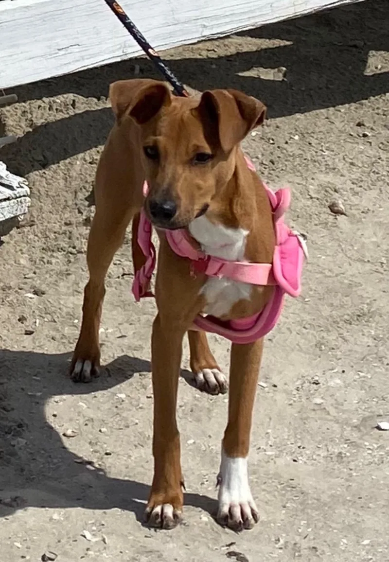A baby medium-sized female Golden American Staffordshire Terrier dog named Cupcake Sweet As for adoption in Houston, TX