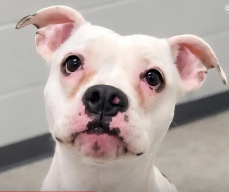 An adult medium-sized female White / Cream Boxer dog named Denali for adoption in La Grande, OR