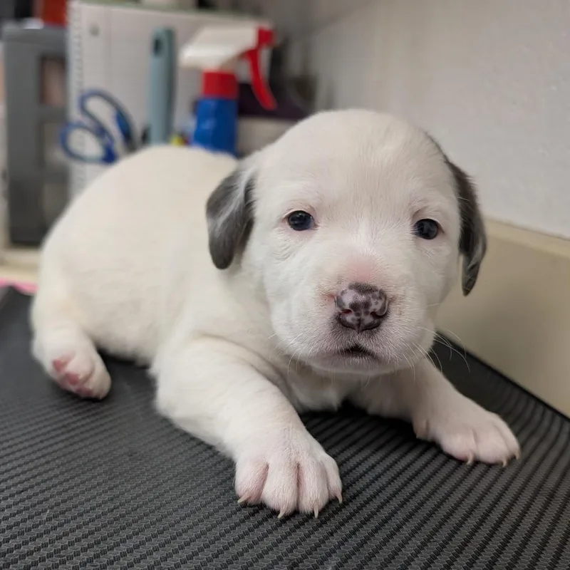 A baby small-sized male White / Cream Mixed Breed dog named Cutiepie for adoption in Ardmore, OK