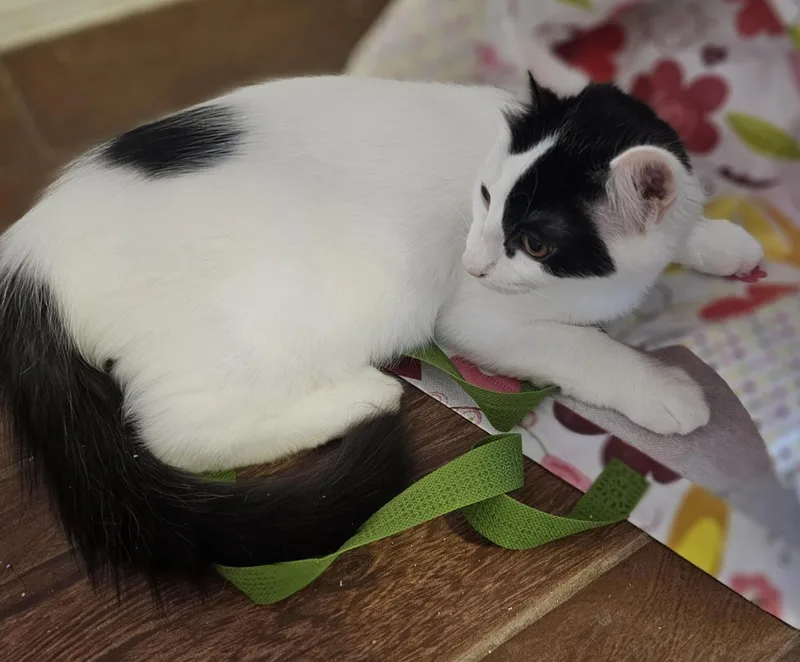 A baby small-sized male White Domestic Medium Hair cat named Killian Gaelic for adoption in Chandler, AZ