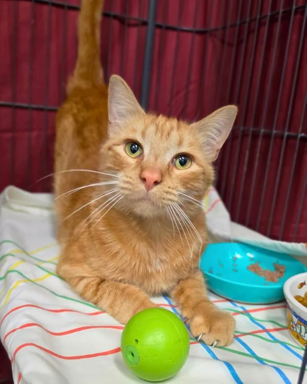 A young small-sized male Domestic Short Hair cat named Heathcliff for adoption in Novato, CA
