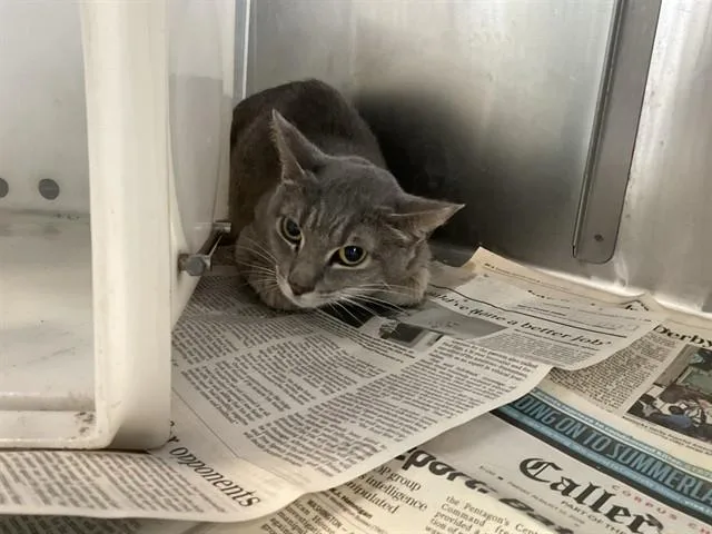 A young medium-sized female Domestic Short Hair cat named Ashland for adoption in Corpus Christi, TX