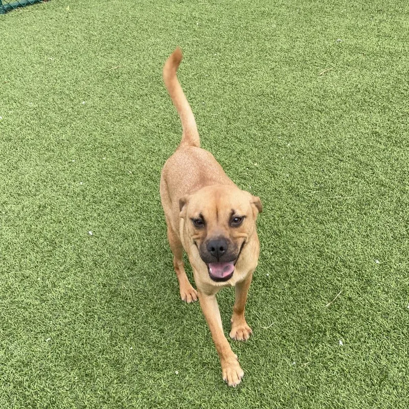 A senior small-sized male Brown / Chocolate Pug dog named Ring for adoption in LOXAHATCHEE, FL