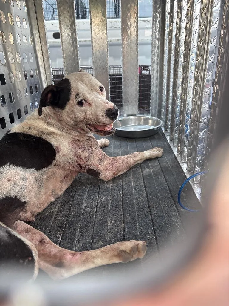 A young medium-sized female Mixed Breed dog named Maxine for adoption in Effingham, SC