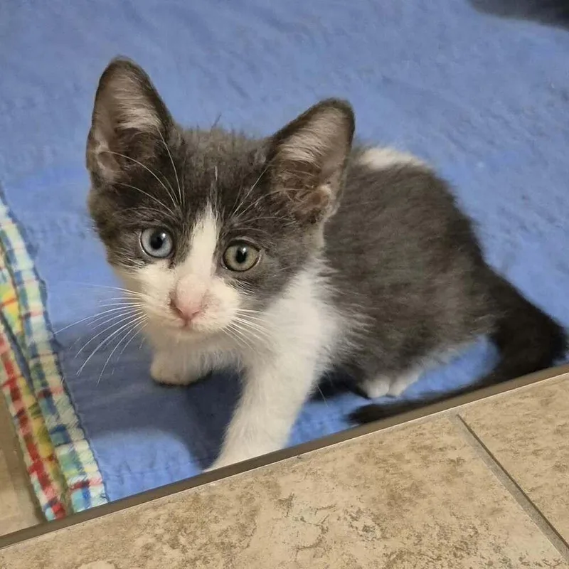 A baby small-sized male Domestic Short Hair cat named Boggle for adoption in Tucson, AZ