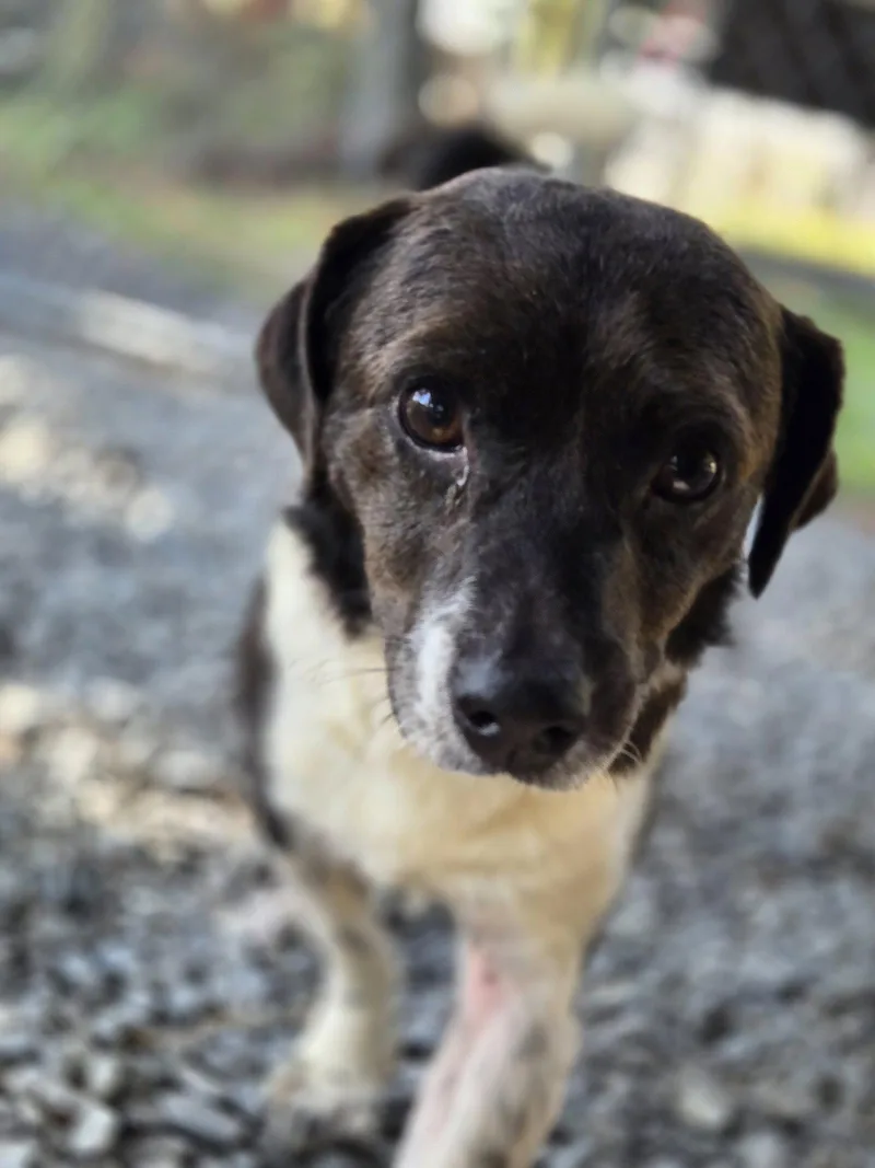 An adult medium-sized male Border Collie dog named Manny for adoption in Albemarle, NC