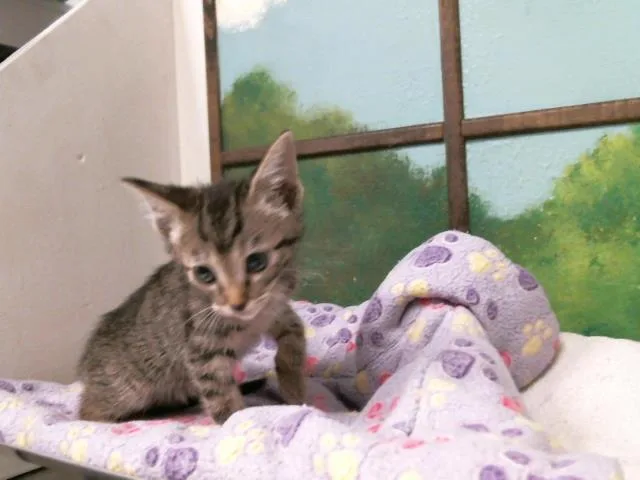 A baby small-sized female Domestic Short Hair cat named Callie for adoption in Houston, TX