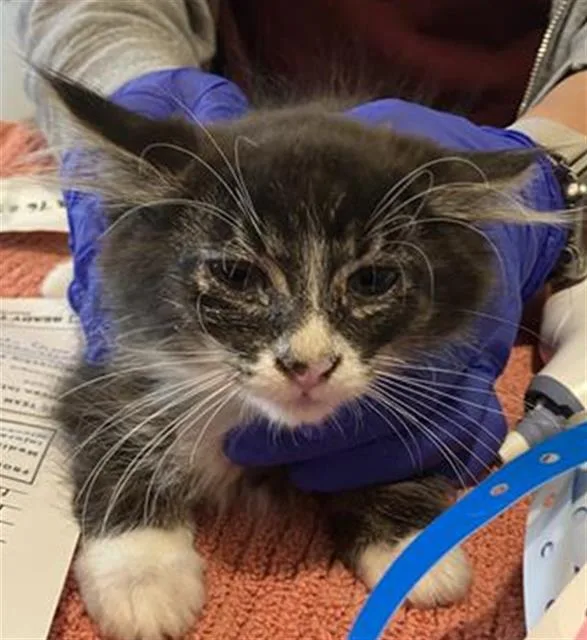 A baby small-sized male Domestic Long Hair cat named A for adoption in Long Beach, CA