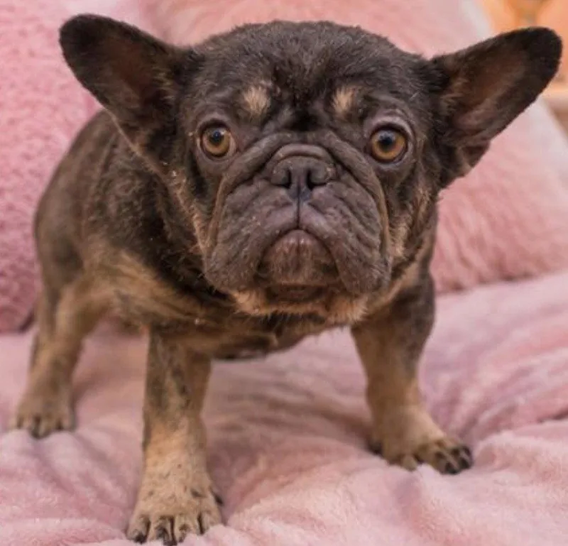 A young small-sized female French Bulldog dog named Coco for adoption in Margate, FL