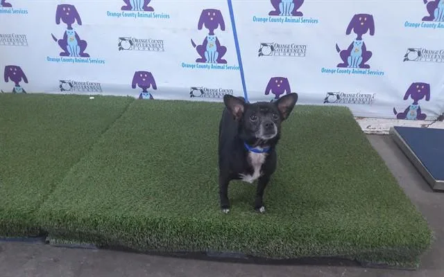 An adult small-sized female Chihuahua dog named Mimi for adoption in Orlando, FL