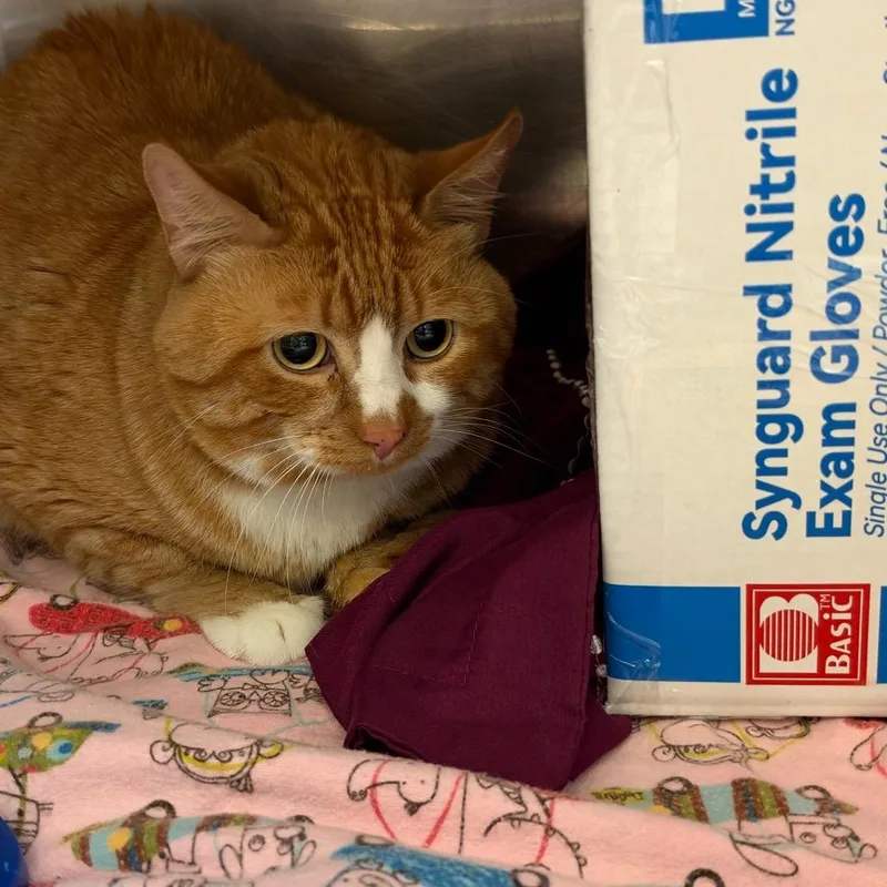 A senior medium-sized male Orange / Red Domestic Short Hair cat named Biscuit for adoption in Murray, UT