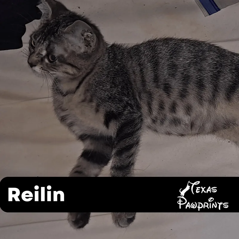 Reilin thumbnail 3