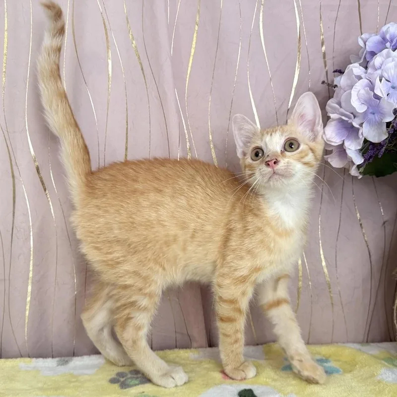 Ginger thumbnail 3