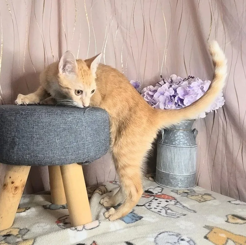 Ginger thumbnail 5