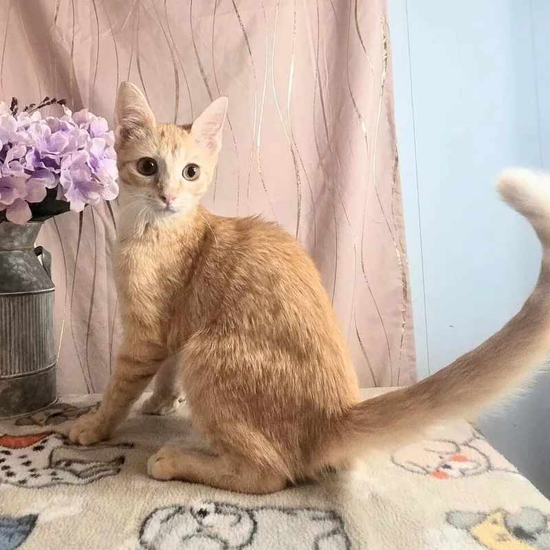 Ginger thumbnail 6