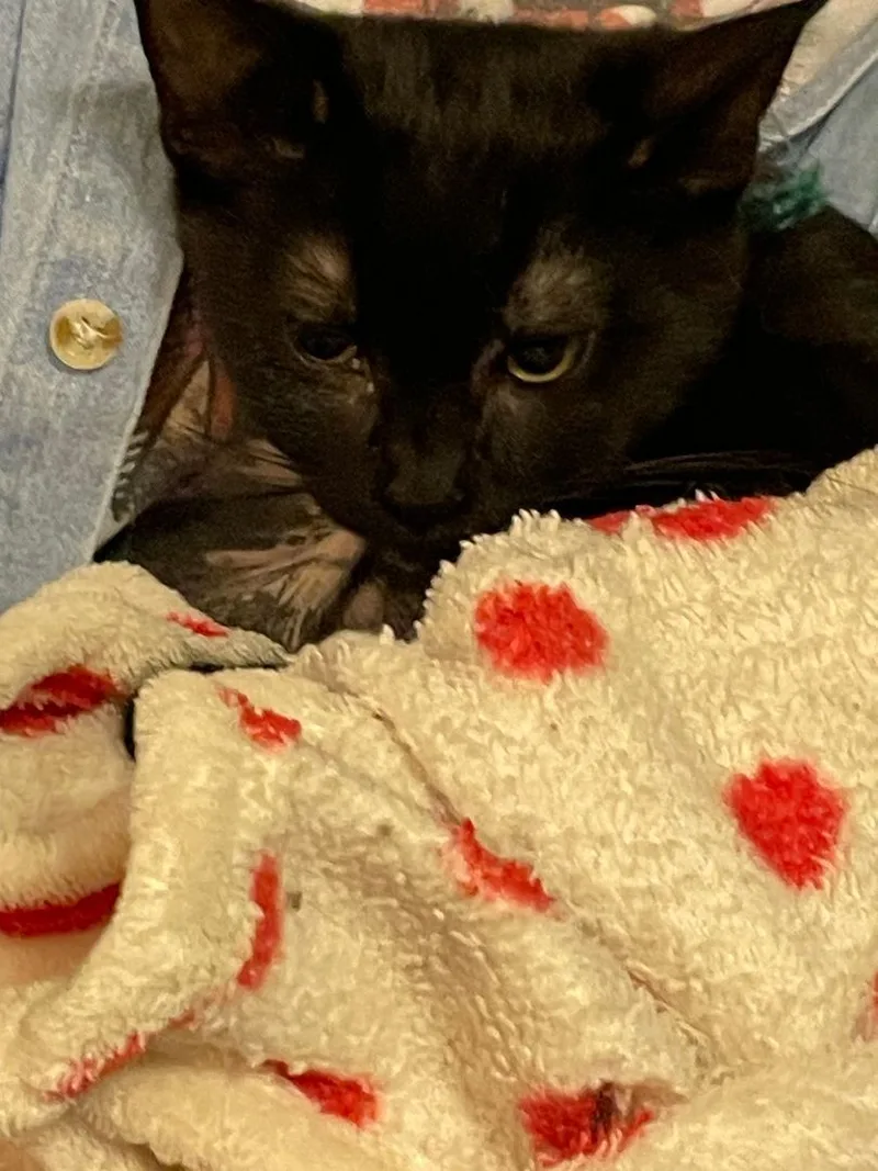 An adult medium-sized female Black Domestic Short Hair cat named Tara for adoption in Garden City, MI