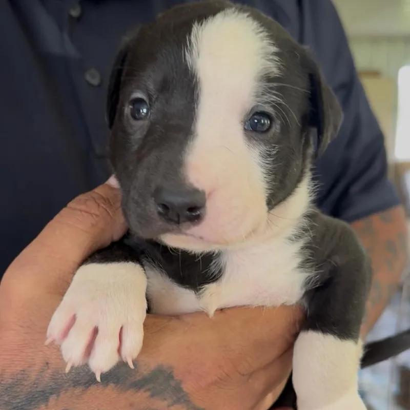 A baby small-sized male Black Pit Bull Terrier dog named Aighce for adoption in Detroit Lakes, MN
