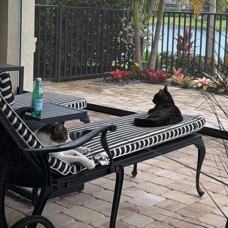 An adult large-sized male Black Domestic Short Hair cat named Dip for adoption in Naples, FL