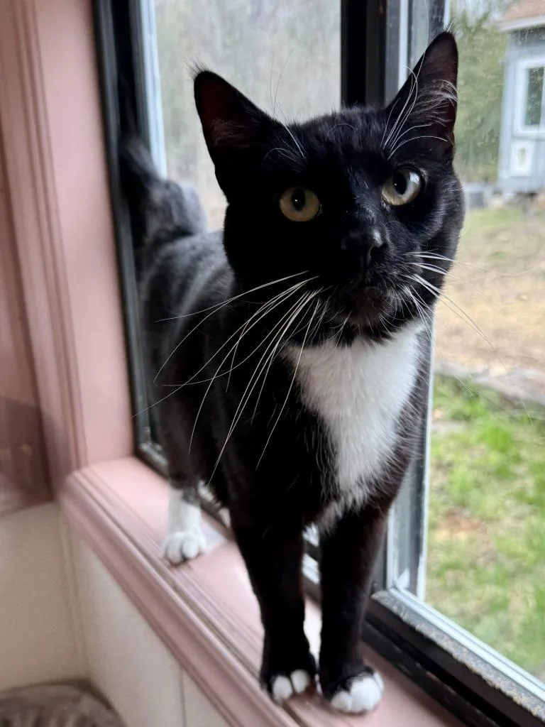 A young large-sized male Domestic Short Hair cat named Oreo for adoption in Lunenburg, MA