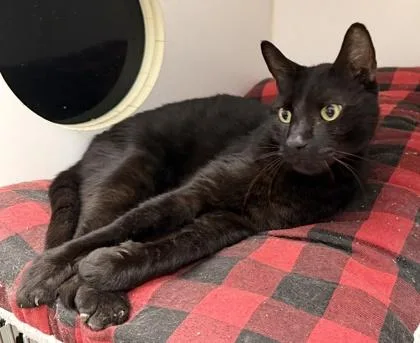 An adult small-sized male Domestic Short Hair cat named Harold for adoption in Palm Coast, FL