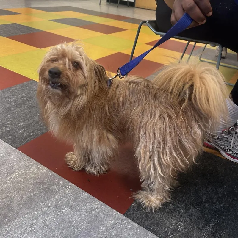 An adult small-sized male Yellow / Tan / Blond / Fawn Mixed Breed dog named Frappe for adoption in Philadelphia, PA