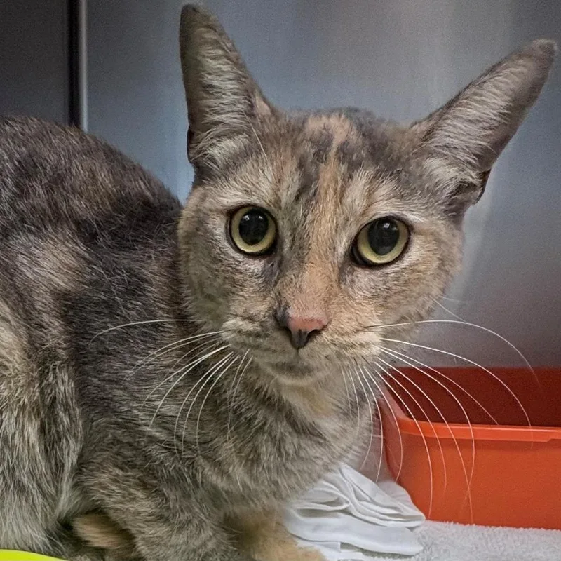 A young medium-sized female Domestic Short Hair cat named Scoop for adoption in East Hanover, NJ