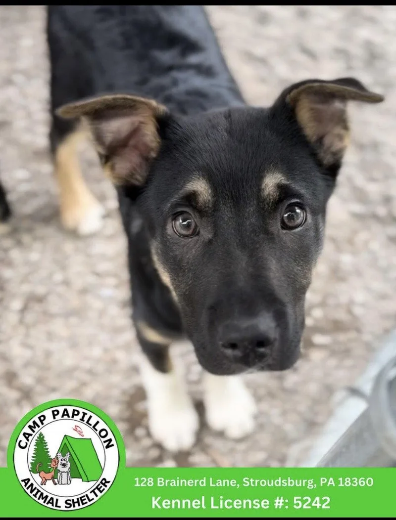 A young medium-sized male Australian Shepherd dog named Lotus for adoption in Stroudsburg, PA