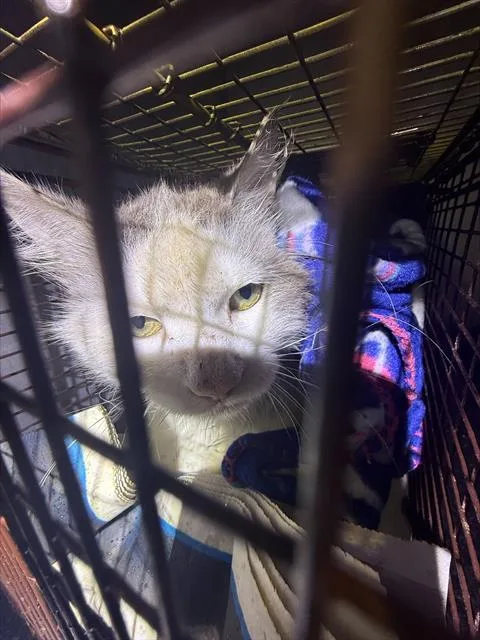 A senior medium-sized male Domestic Short Hair cat named Patches for adoption in San Antonio, TX