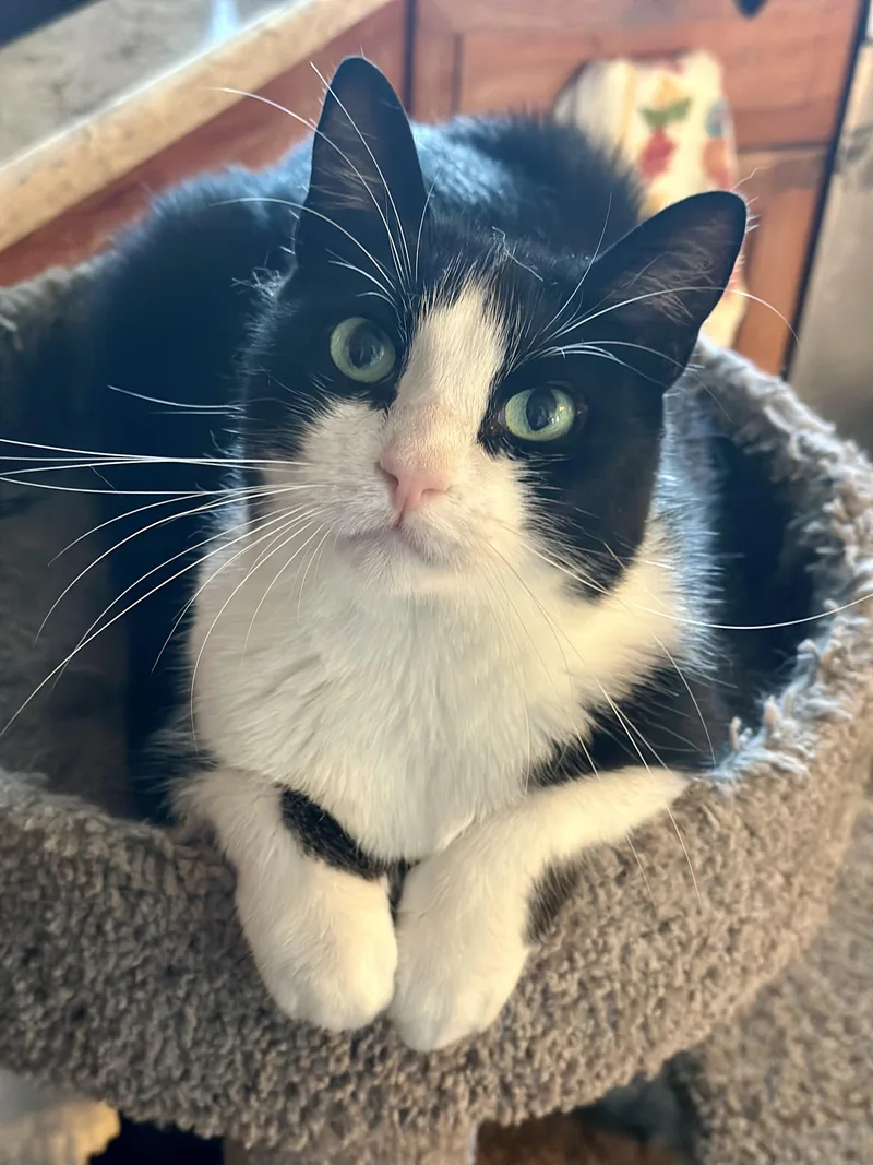 An adult large-sized male Black & White / Tuxedo Domestic Short Hair cat named Fendy for adoption in Newark, NJ