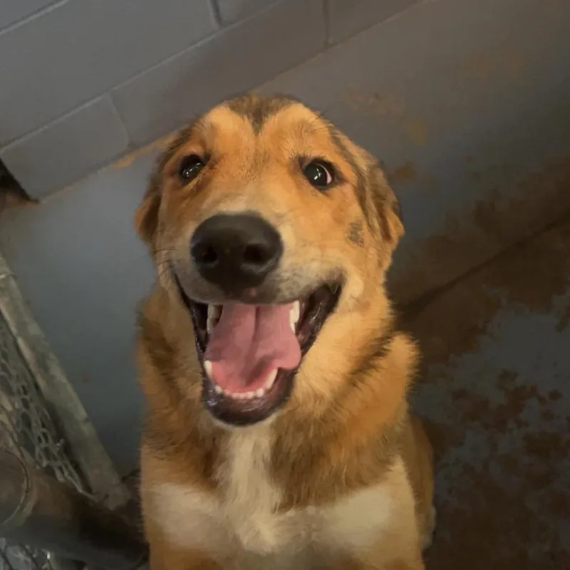 A young medium-sized female Yellow / Tan / Blond / Fawn Mixed Breed dog named Pepper for adoption in Gadsden, AL