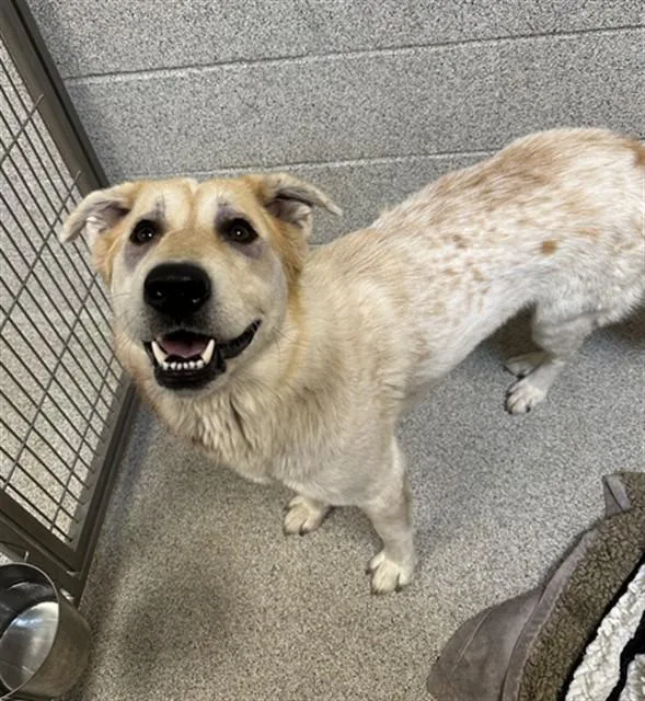 A young large-sized female Great Pyrenees dog named Winter for adoption in San Luis Obispo, CA