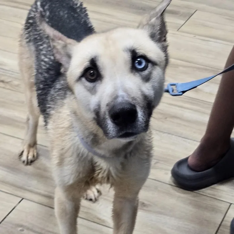 A young medium-sized male Brown / Chocolate German Shepherd Dog dog named Kova for adoption in Newark, NJ