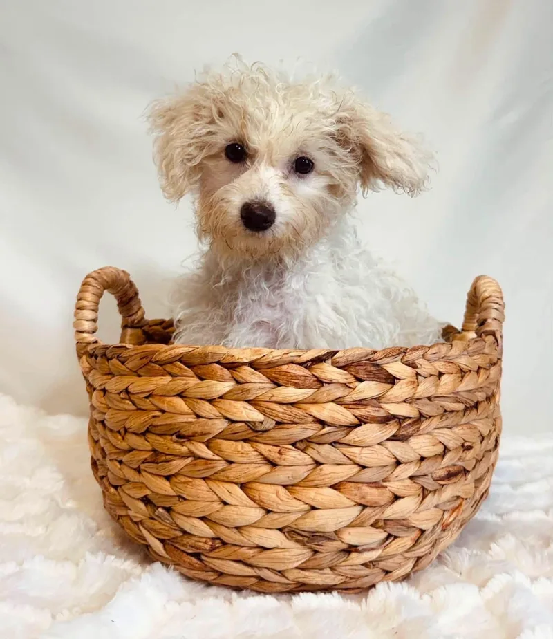 A baby small-sized male Cavachon dog named Crunch for adoption in New Stanton, PA
