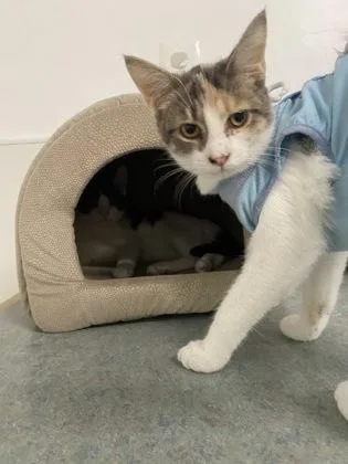 A young medium-sized female Calico Domestic Short Hair cat named Steak for adoption in Belleville, MI