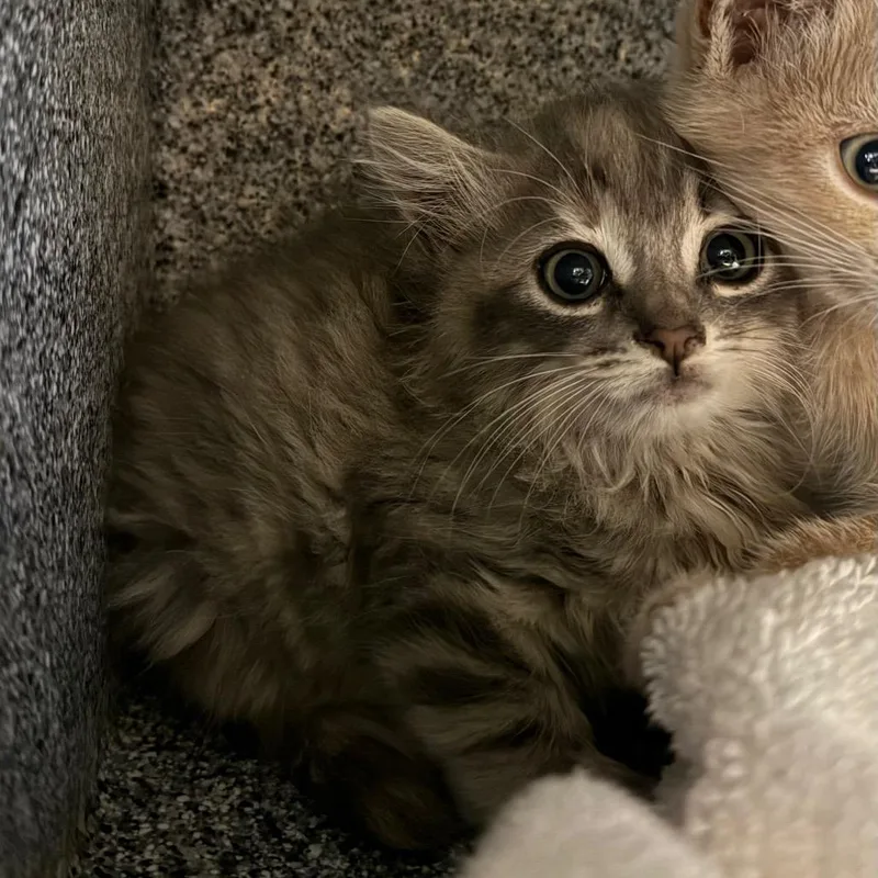 A baby small-sized female Calico Domestic Long Hair cat named Luna for adoption in Pasadena, CA