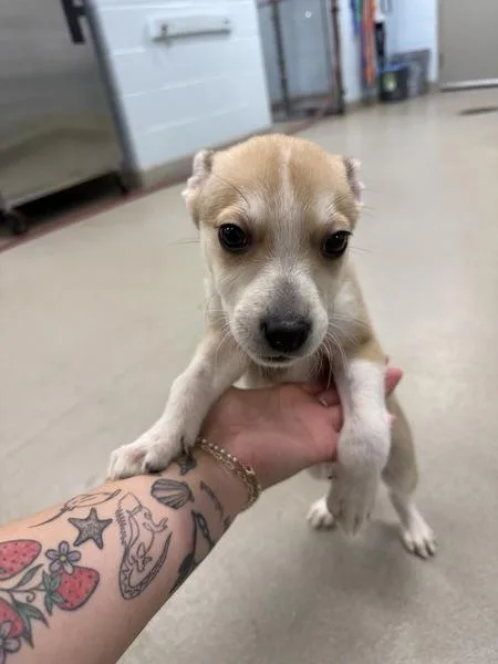 A young medium-sized male Basenji dog named Sourdough Starter for adoption in Millersville, MD