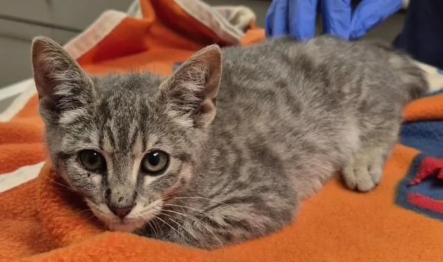 A baby small-sized female Domestic Short Hair cat named Jewel for adoption in Lodi, CA