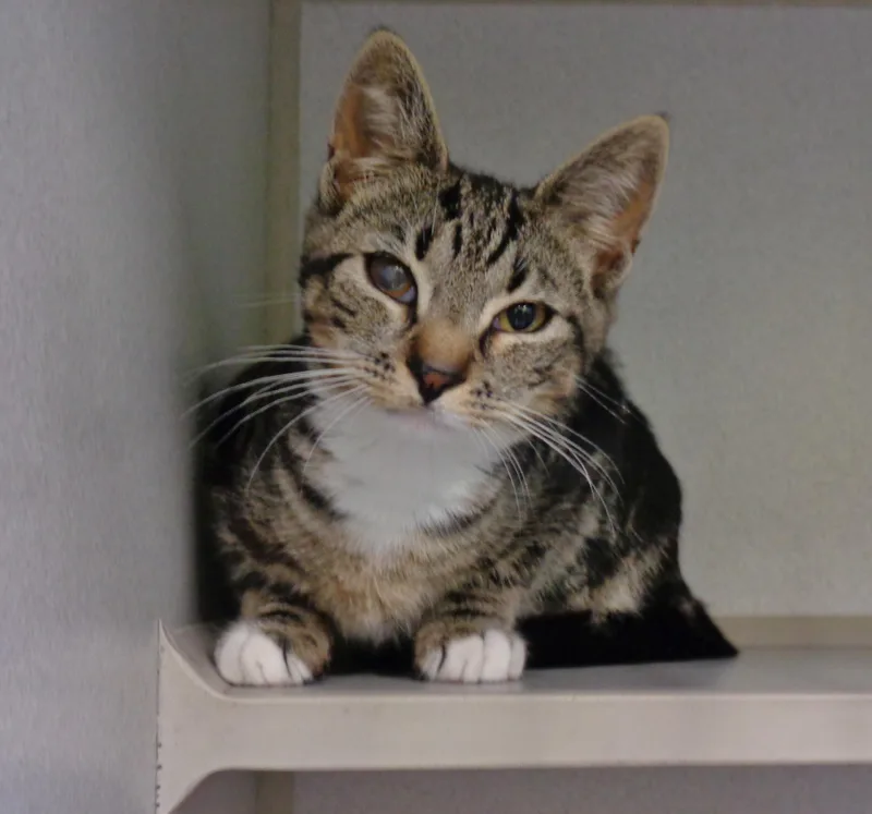 A baby small-sized female Buff / Tan / Fawn Tabby cat named Turbo Tax for adoption in Delhi, NY