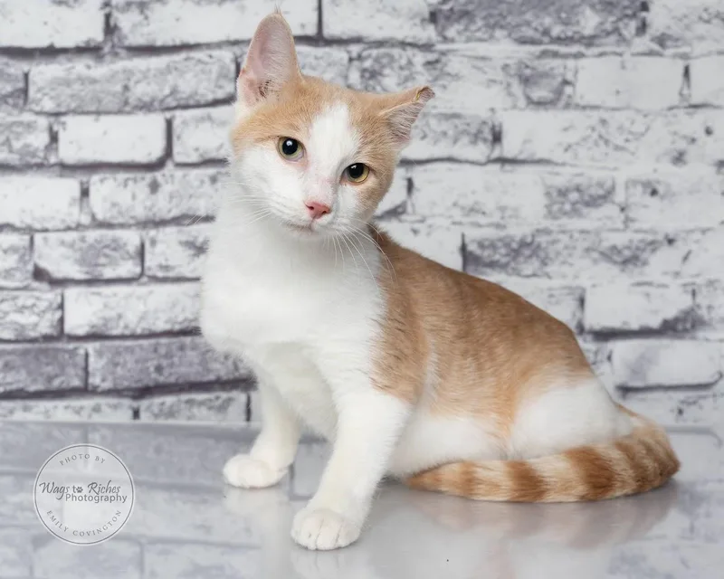 A baby medium-sized male White Domestic Short Hair cat named Wally for adoption in Tuscaloosa, AL