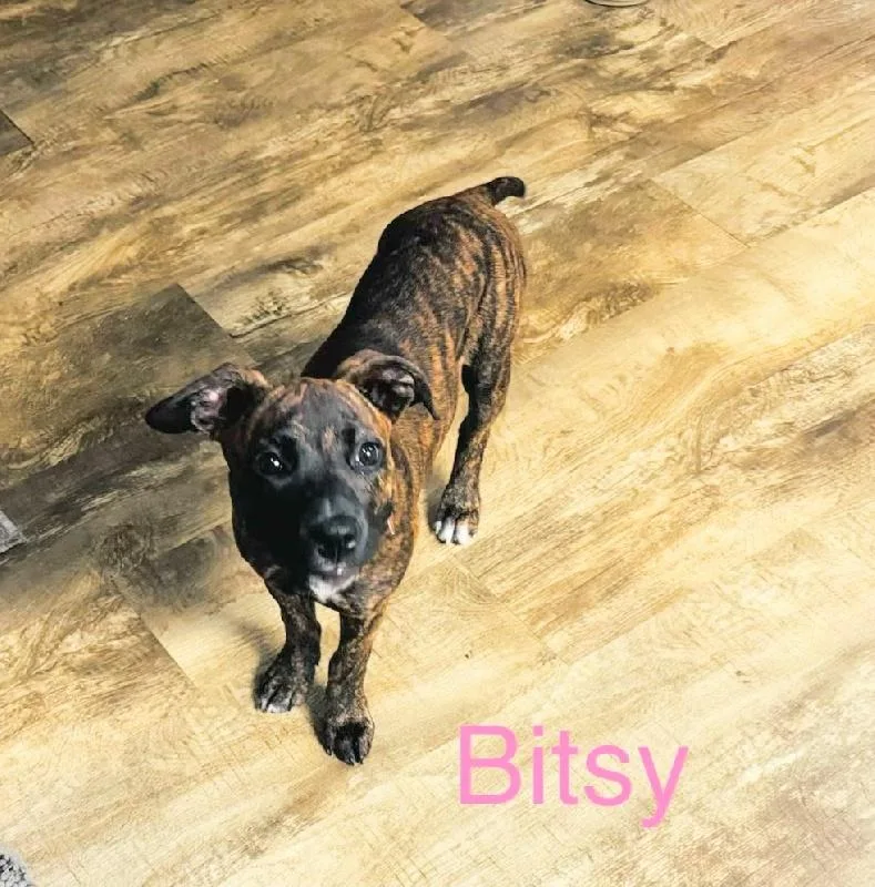 A baby medium-sized female Boxer dog named Bitsy for adoption in Aurora, IL