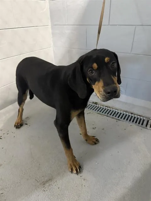A young large-sized male Black and Tan Coonhound dog named Kevin for adoption in Winter Haven, FL
