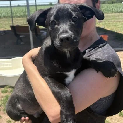 A baby medium-sized male Labrador Retriever dog named Jack Black for adoption in Elk Grove Village, IL