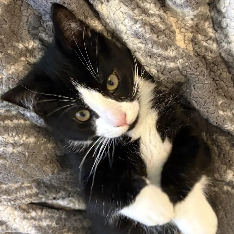 A baby medium-sized female Black & White / Tuxedo Domestic Short Hair cat named Patty Melt for adoption in Portland, OR