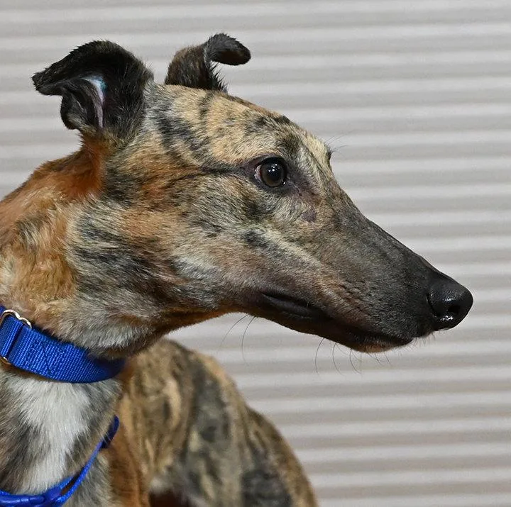 An adult medium-sized male Greyhound dog named Hector for adoption in Minneapolis, MN
